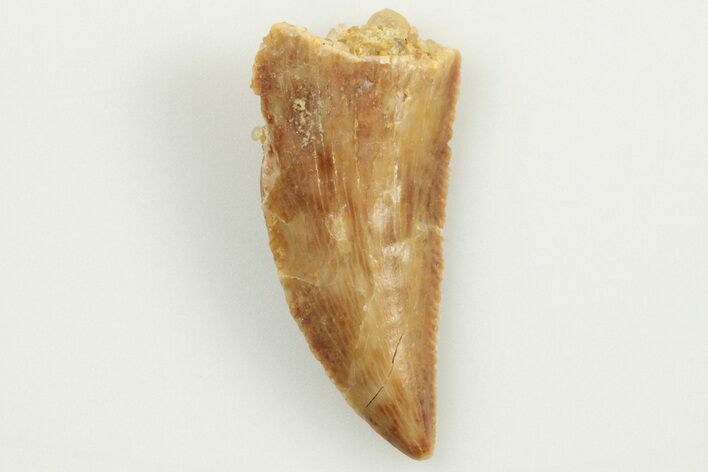 Serrated, Raptor Tooth - Real Dinosaur Tooth #200286